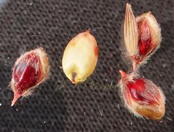  Spikelets with caryopsis